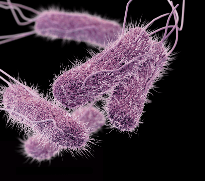 Salmonella bacteria cdc typhi types serotype isolates surveillance posts data dimensional generated depicts computer three illustration 3d