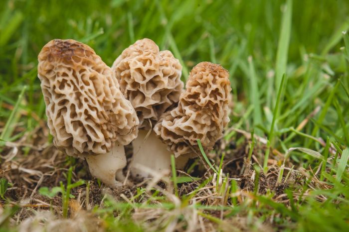 Mushrooms morel edible mushroom season leaf vine woods five survivalist foods should every know find tips leaves morels most plantsnap