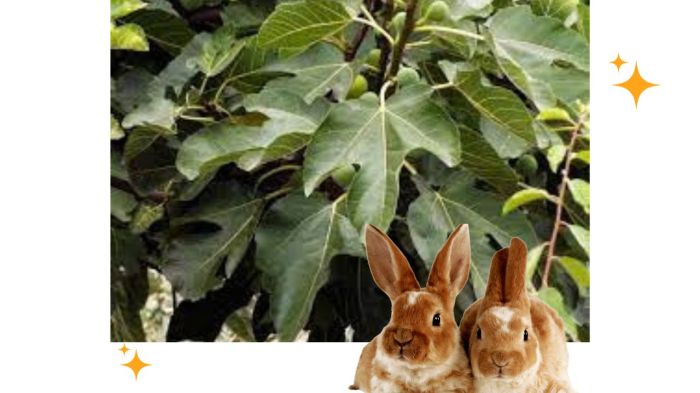 Can rabbits eat fig leaves