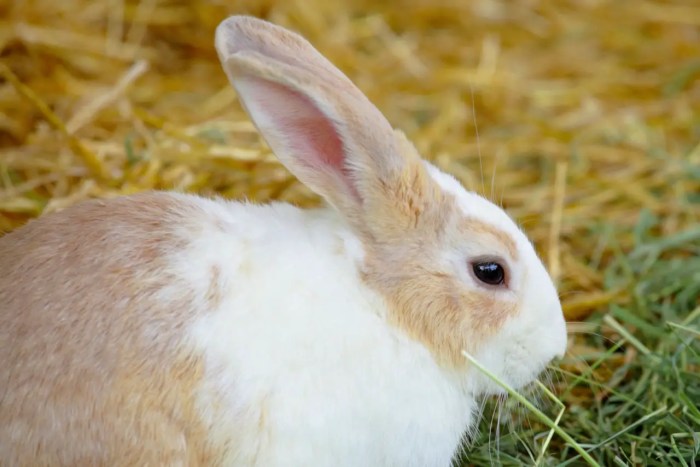 Can rabbits eat fig leaves