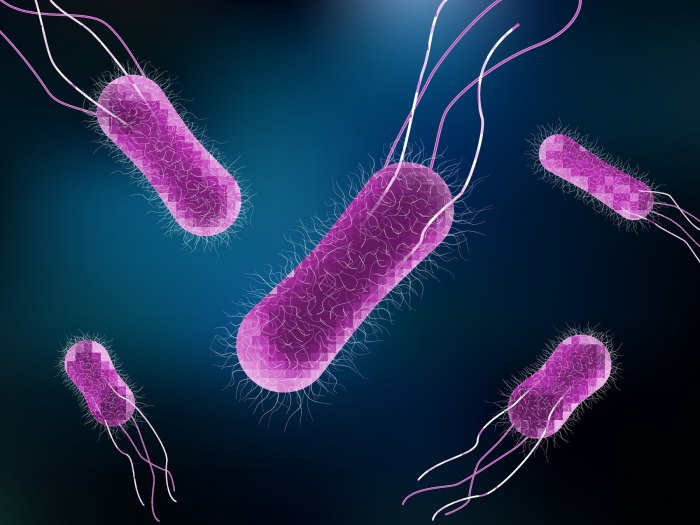 Bacteria in undercooked meat crossword