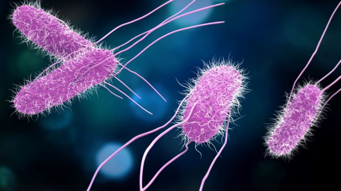 Bacteria in undercooked meat crossword