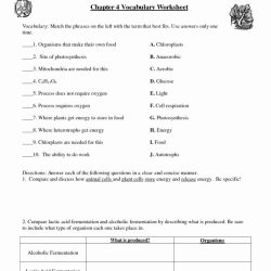 Cellular respiration worksheet answer key