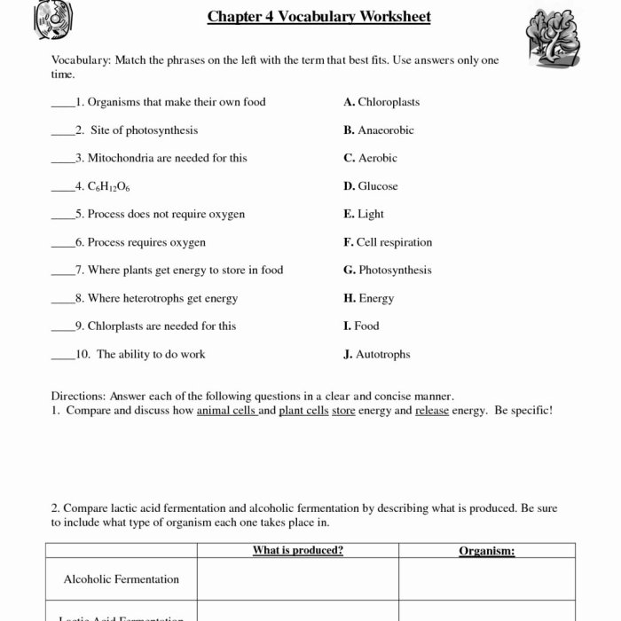 Cellular respiration worksheet answer key