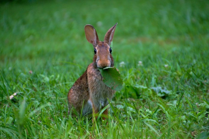 Eat rabbits cauliflower leaves diet healthy balanced bunny needs part but