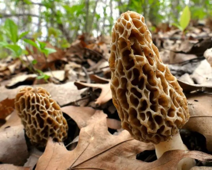 Morel mushrooms mushroom false morels grow