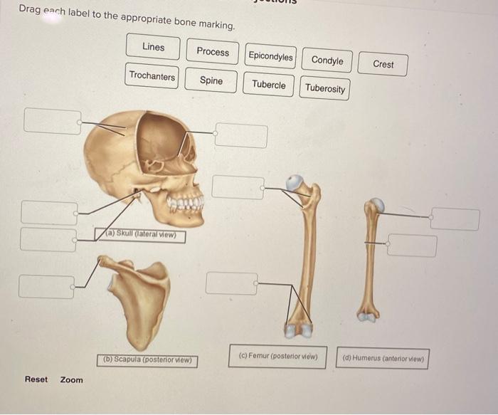 Drag each label to the appropriate bone marking