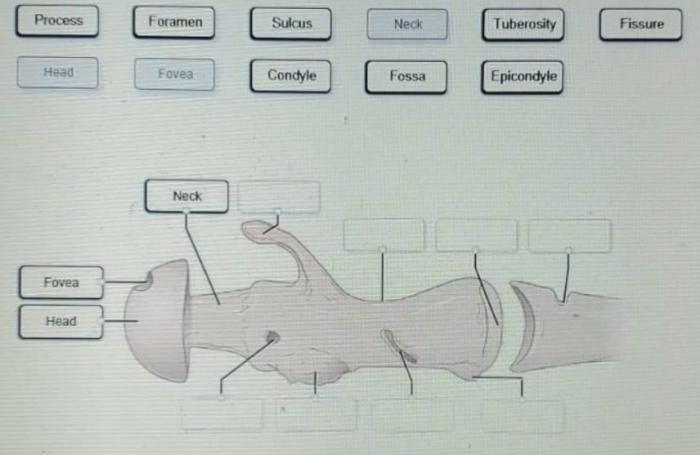 Sagittal nasal septum physiology cavities sectioned axial