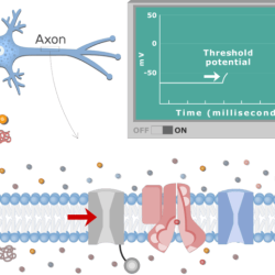 Gated membrane cell channel channels protein mechanically potential opening ion tissue mechanical action into when anatomy work nervous sodium calcium