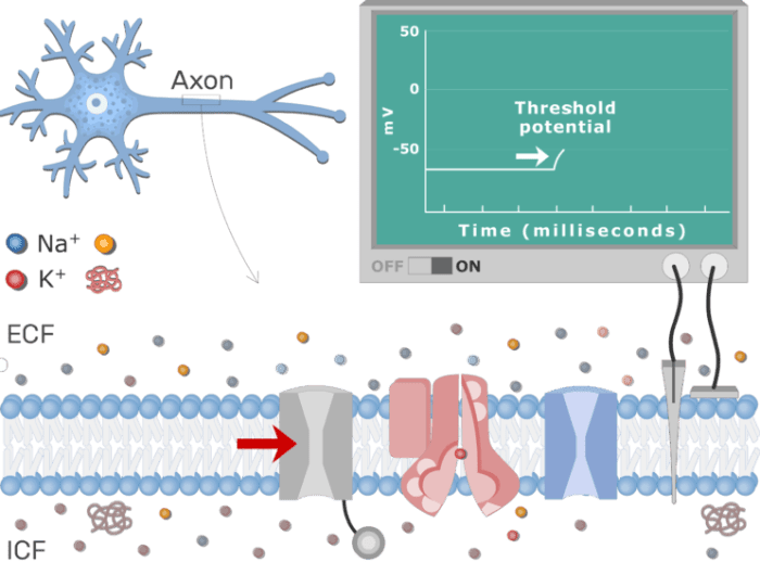 Gated membrane cell channel channels protein mechanically potential opening ion tissue mechanical action into when anatomy work nervous sodium calcium